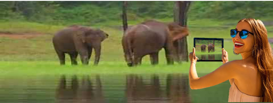 kerala wild life